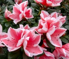 azalea rosa blanca flor (r)